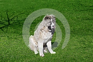 Caucasian shepherd dog is 6 month. Beautiful happy puppy is in an garden