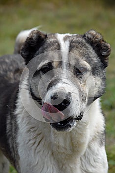 Caucasian shepherd dog