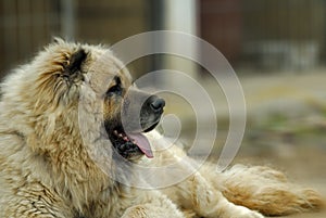 Caucasian Shepherd Dog