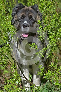 Caucasian Shepherd Dog