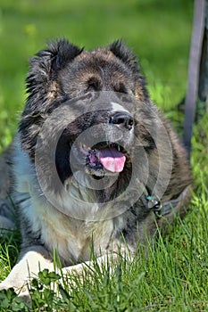 Caucasian Shepherd Dog