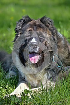 Caucasian Shepherd Dog