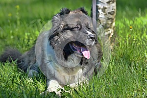 Caucasian Shepherd Dog