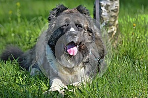 Caucasian Shepherd Dog