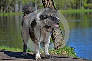 Caucasian Shepherd Dog