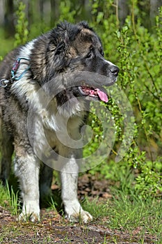 Caucasian Shepherd Dog