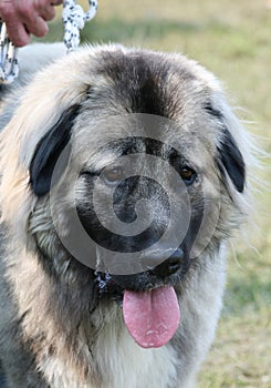 Caucasian shepherd dog photo