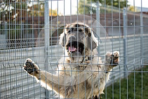 Caucasian shepherd dog behind dog shelter bars