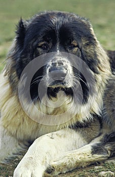 Caucasian Shepherd Dog, a Breed from Russia