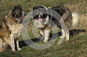 Caucasian Shepherd Dog, a Breed from Russia
