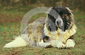 Caucasian Shepherd Dog, Breed from Russia