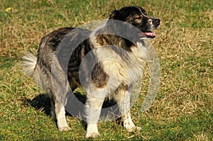 Caucasian Shepherd Dog, Breed from Russia