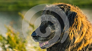 Caucasian Shepherd dog in field with green grass