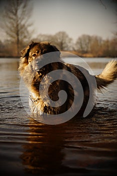 Caucasian shepherd dog in lake