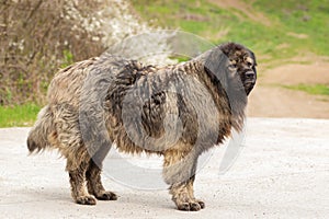 caucasian shepherd dog outdoor full length