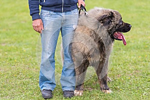 Caucasian Shepherd dog with owner