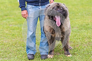 Caucasian Shepherd dog with owner