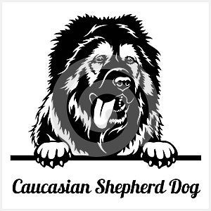 Caucasian Shepherd Dog - Peeking Dogs - breed face head isolated on white