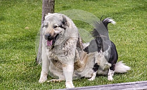 Caucasian Shepherd Dog Playing with Black Dog