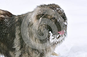 Caucasian Shepherd Dog portrait