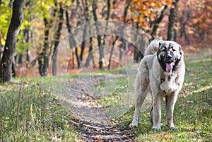 Caucasian Shepherd Dog