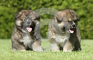 Caucasian Shepherd dog puppies on green lawn