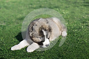 Caucasian Shepherd dog puppy  on a green lawn