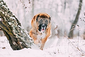 Caucasian Shepherd Dog Running Outdoor In Snowy Forest At Winter