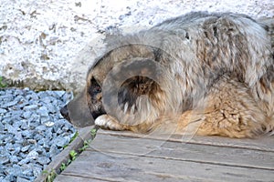 Caucasian shepherd dog is waiting on the old porch