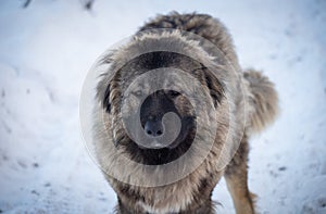 Caucasian Shepherd Dog in winter 2021