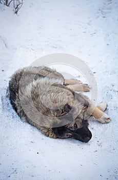 Caucasian Shepherd Dog in winter 2021