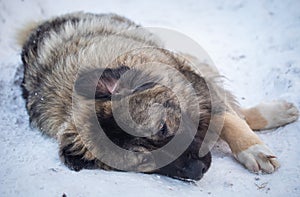 Caucasian Shepherd Dog in winter 2021