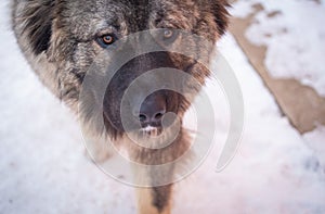 Caucasian Shepherd Dog in winter 2021