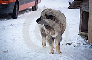 Caucasian Shepherd Dog in winter 2021