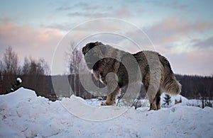 Caucasian Shepherd Dog in winter 2021