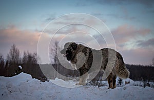 Caucasian Shepherd Dog in winter 2021