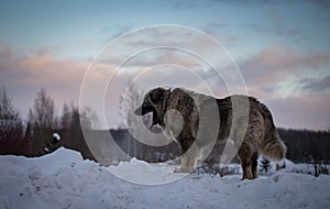 Caucasian Shepherd Dog in winter 2021