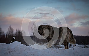 Caucasian Shepherd Dog in winter 2021