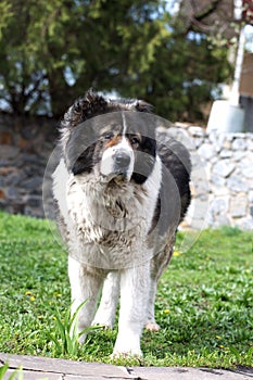 Caucasian Shepherd dog in the yard. Caucasian sheepdog in sprig