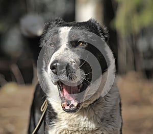 Caucasian Shepherd dog yawns