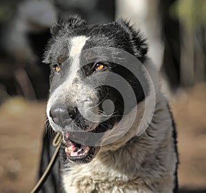 Caucasian Shepherd dog yawns