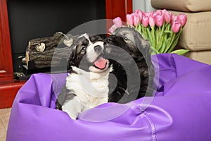 Caucasian Shepherd puppies lie on a purple pouf,