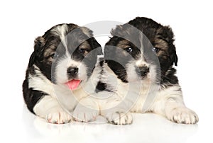 Caucasian Shepherd puppies lie on a white background