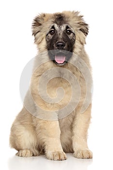 Caucasian Shepherd puppy