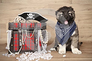 Caucasian shepherd puppy