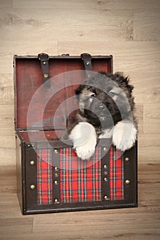 Caucasian shepherd puppy in box photo