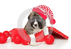 Caucasian shepherd puppy in a gift box