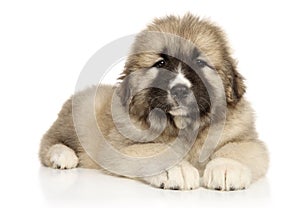 Caucasian shepherd puppy graceful lying