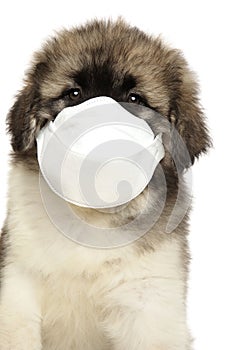 Caucasian shepherd puppy in safety mask