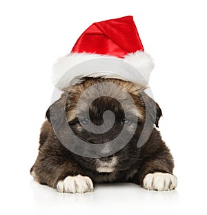 Caucasian shepherd puppy in a Santa hat